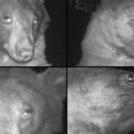 التقط 400 صورة سيلفي في غابة.. شاهد الدب المتباهي يخطف الأنظار - الصورة من حساب boulder OSMP  على تويتر