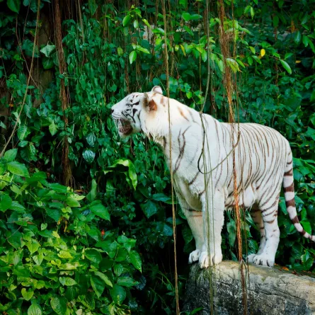 مدرب بسيرك ينجو من هجوم نمر