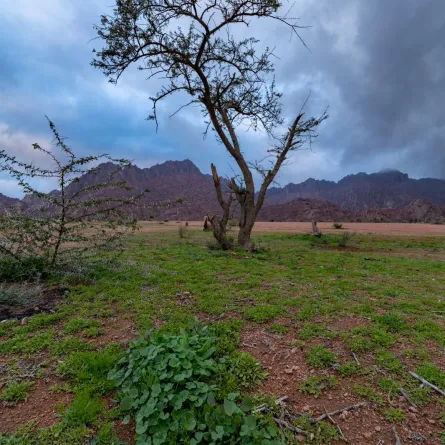 حملة توعوية لحماية الغطاء النباتي