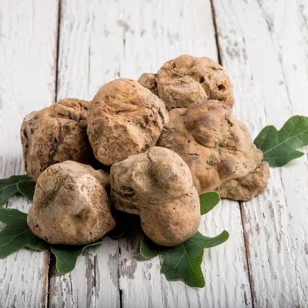 فوائد الزبيدي الفقع