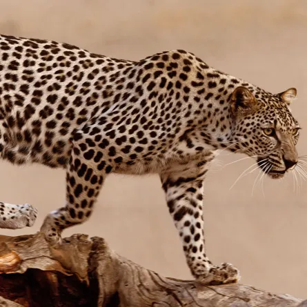 النمر العربي