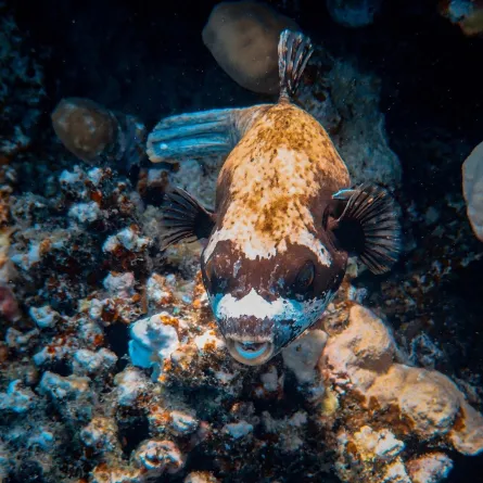 سمكة عمرها 319 مليون عام 