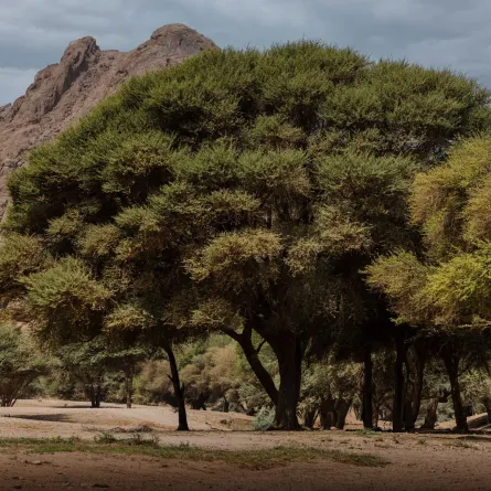 ثلاث موجّهات رئيسة تساهم في تنمية الغطاء النباتي