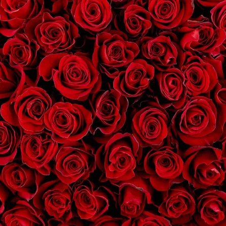 الأزهار الطبيعية الحمر لتوزيعات حفل الزفاف