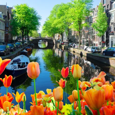 الحدائق المتنوعة في الربيع في هولندا