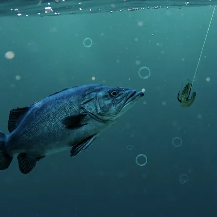 هيئة البيئة بأبوظبي تسجل ارتفاعا في "مؤشر الصيد المستدام" للأسماك للعام الرابع على التوالي - الصورة من موقع مكتب أبوظبي الإعلامي