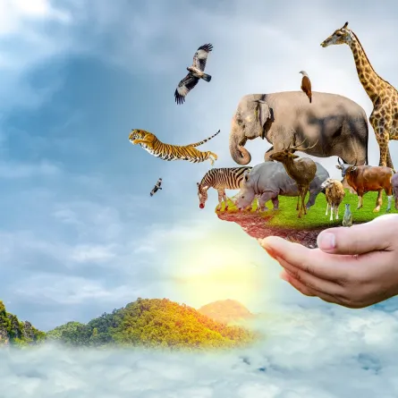 صورة لأنواع من الأحياء البرية