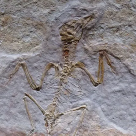 حفرية قديمة