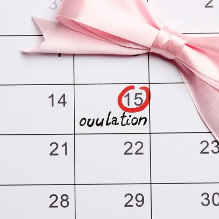 صورة لجدول أيام التبويض