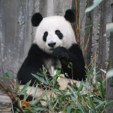 حقائق ممتعة عن الباندا
