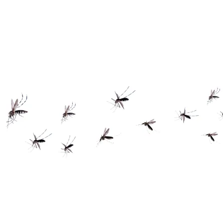 الناموس يتكاثر مع حلول الربيع