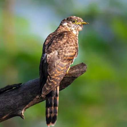 طائر الوقواق