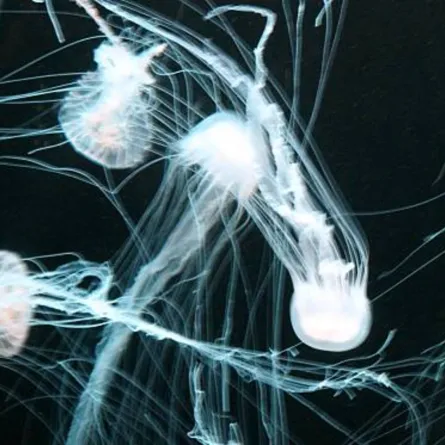 اكتشاف مخلوق غامض بـ24 عيناً في بحيرة في هونغ كونغ