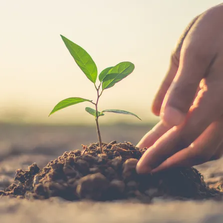 اليوم الدولي لصحة النبات.. معاً لتشجيع المجتمعات على جودة منتجاتها الزراعية - Shutterstock