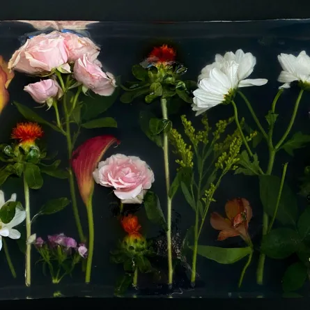 ماهو فن الريزن؟