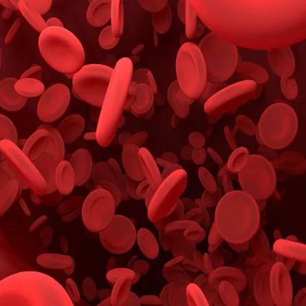 في اليوم العالمي للثلاسيميا اكتشفي ما هو مرض الثلاسيميا وطرق علاجه؟ (المصدر: Adobe.Stock)