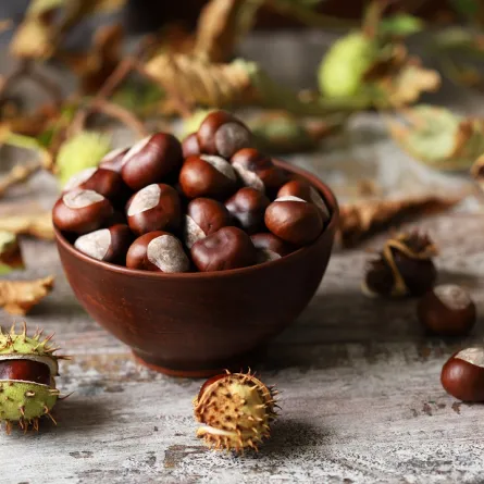 صورة للكستناء