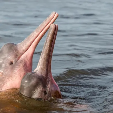 حقائق ومعلومات عن الدلافين