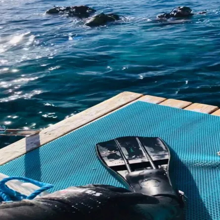 البحر الأبيض المتوسط