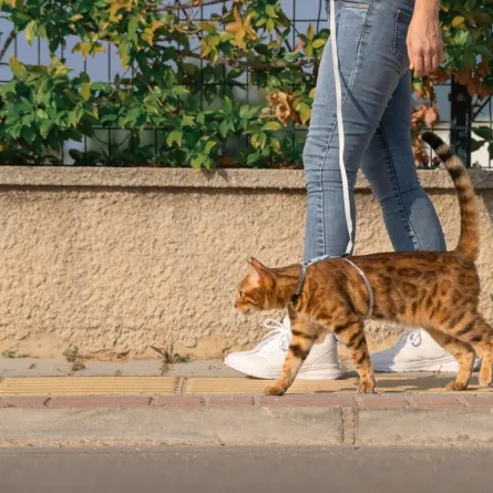 قواعد خاصّة بمقتني الحيوانات الأليفة 