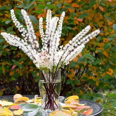 فوائد عشبة الكوهوش الأسود (المصدر:  Shutterstock  )