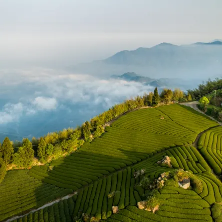 3 وجهات سياحية آسيوية للاستمتاع بمذاق الشاي 