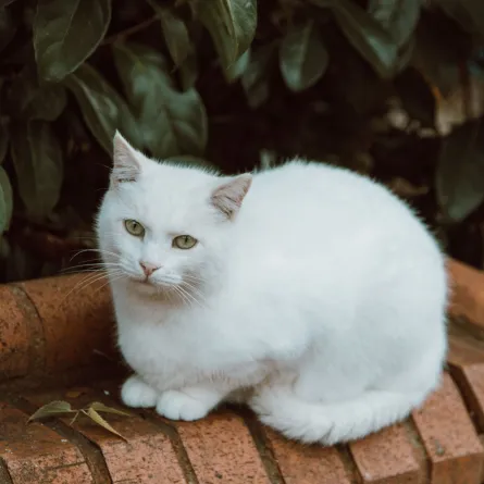 القطة البيضاء