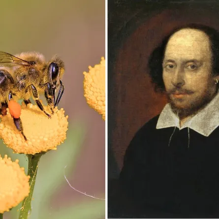  حكايات شكسبير مع النحل