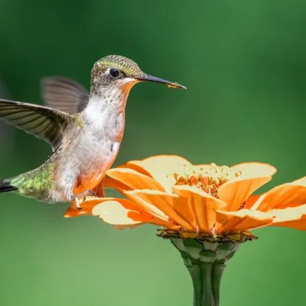 اليوم الدولي للتنوع البيولوجي