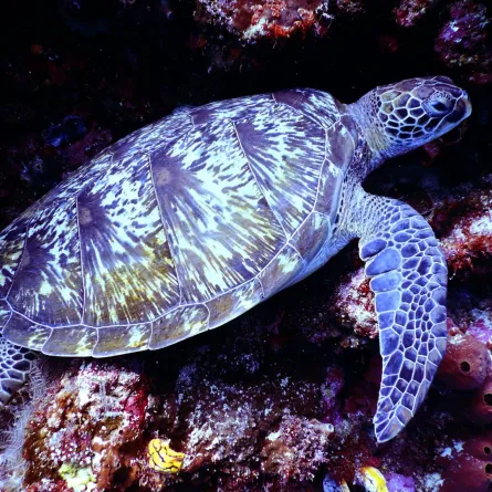 اليوم العالمي للسلاحف