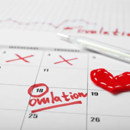 صورة عن أوقات التبويض