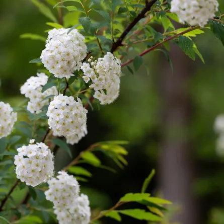أضرار عشبة الجعدة (المصدر: Shutterstock)