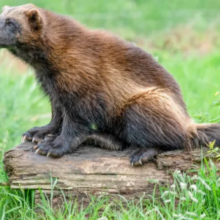 اكتشاف حيوان نادر في الولايات المتحدة الأمريكية