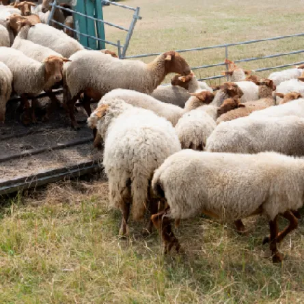 ارتفاع واردات المملكة من المواشي الحية 40% خلال عام