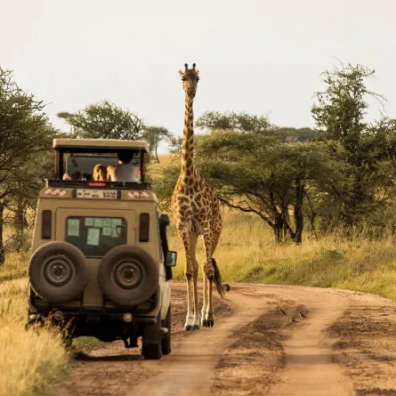 رحلات السفاري جذابة لعشاق المغامرة  