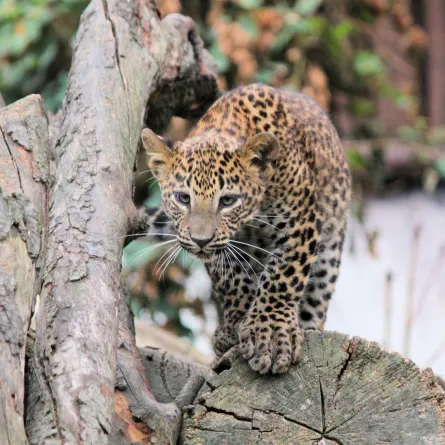 النمر العربي