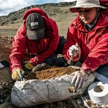 العثور على بقايا ديناصور لم يرصد من قبل في تشيلي