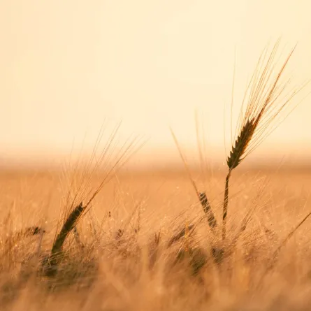 اليوم الدولي للاحتفال بالانقلاب الشمسي