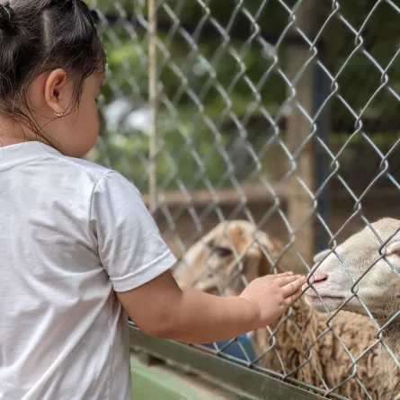 أضحية العيد