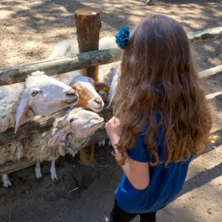صورة لطفلة فرحة بخروف العيد