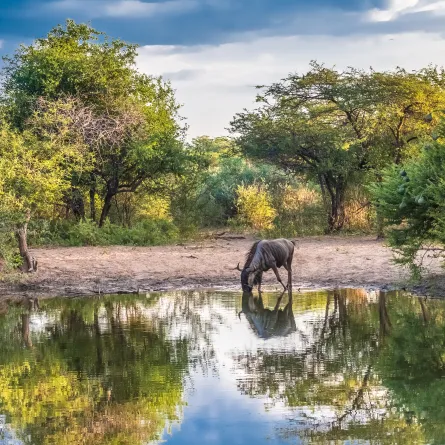 الاستمتاع بالطبيعية في بوتسوانا 