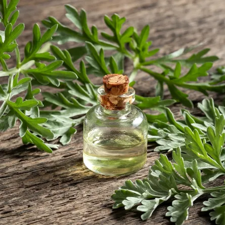 فوائد الشيح للنساء ( المصدر: Shutterstock)