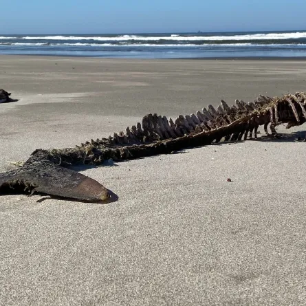 كنز داخل بطن حوت نافق