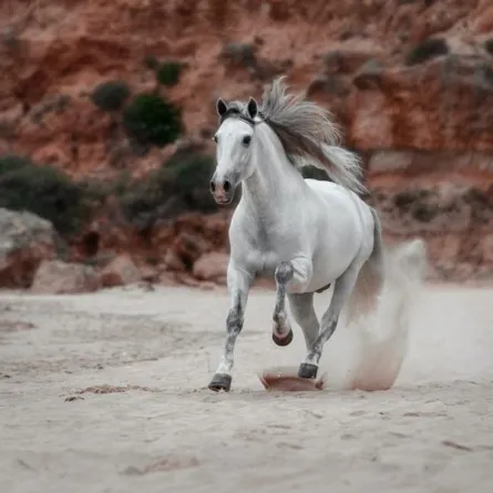 مهرجان قص شعر الخيول بإسبانيا بين الأسطورة والواقع 