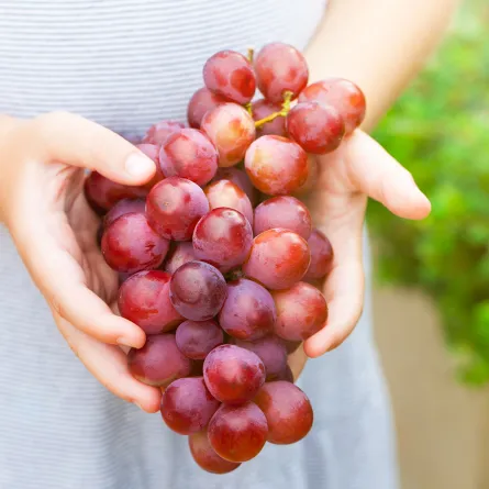 فوائد العنب بأنواعه للأطفال ومحاذير الإفراط في تناوله - envato elements