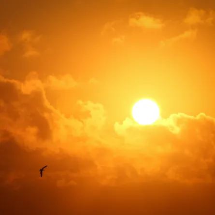 يوليو يسجل أعلى درجات الحرارة منذ 120 ألف سنة.. والخبراء يحذرون القادم أكثر سخونة - الصورة من pexels by bradley hook