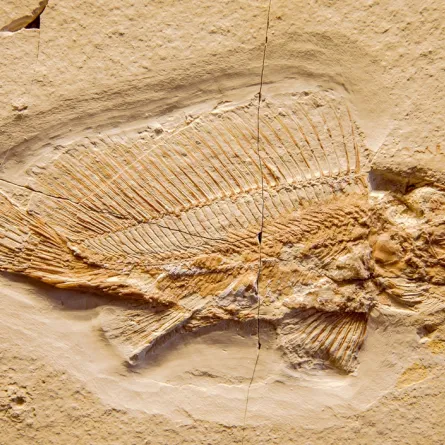  صورة تعبيريةلحفريات (مصدر الصورة :shutterstock/Andreas Wolochow)