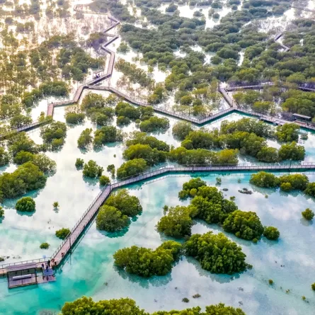 في اليوم الدولي لصون النظام الإيكولوجي لغابات المانغروف