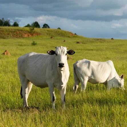 أغلى بقرة في العالم