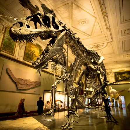 2016,Dinosaur skeletons displayed The Museum of Natural History, Vienna